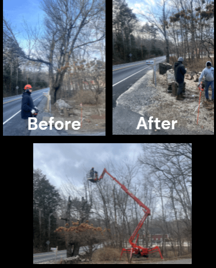 Rotted Multi Stem Maple Removed By The Road