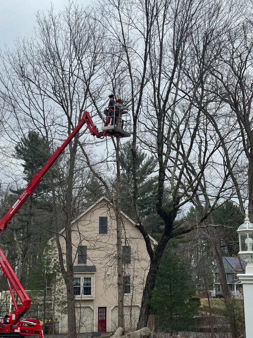 Very Large Maple Tree With A Severe Lean..