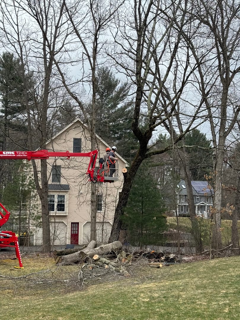 Very Large Maple With A Severe Lean..