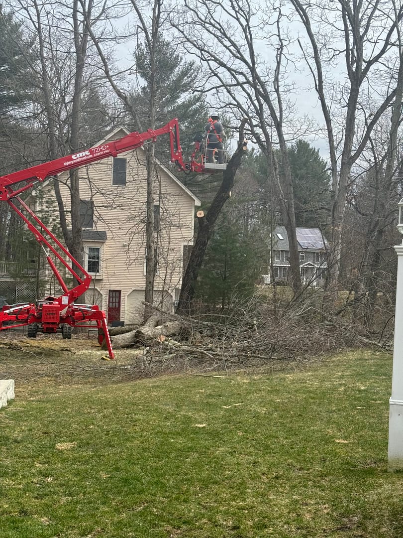 Very Large Maple With A Severe Lean..